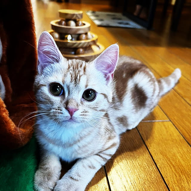 tekokaasanさんの実例写真