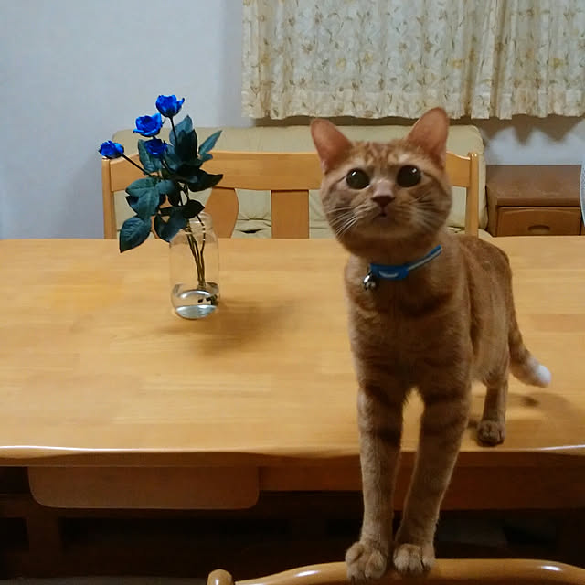 yum0408さんの実例写真