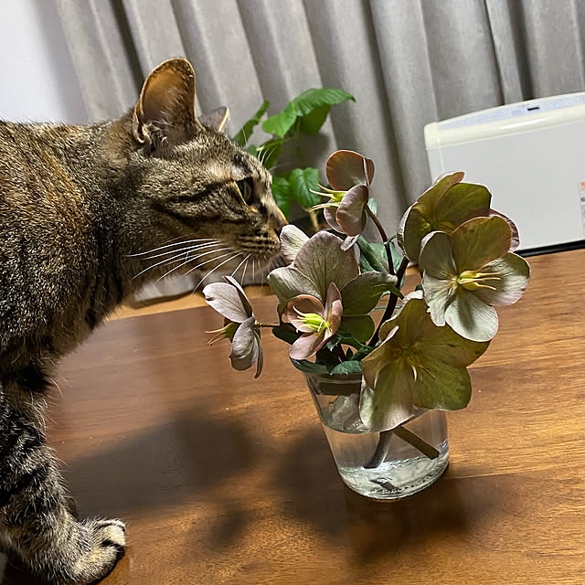 yoshieさんの実例写真