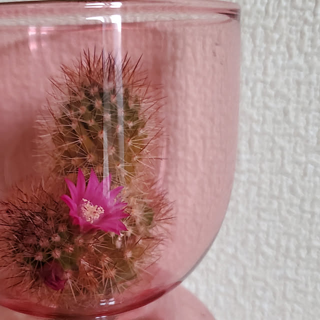 棚/雑貨/観葉植物/多肉植物のインテリア実例 - 2021-04-24 18:00:13