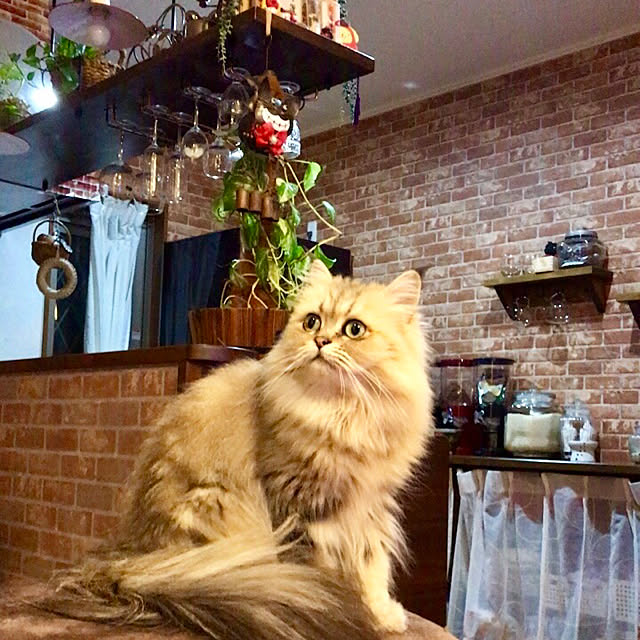 butachanさんの実例写真