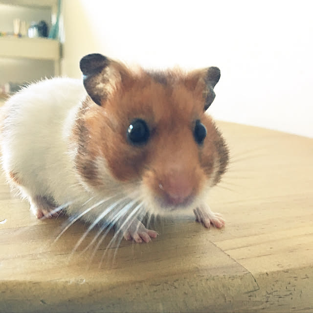 ohanaさんの実例写真