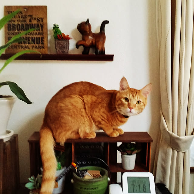 kichiさんの実例写真