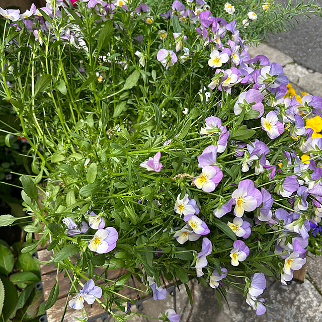 fumikoiさんの部屋