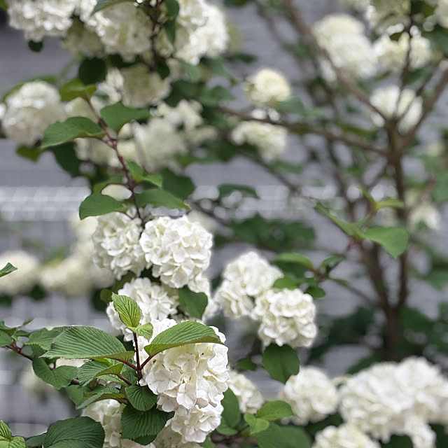 chIoeさんの部屋