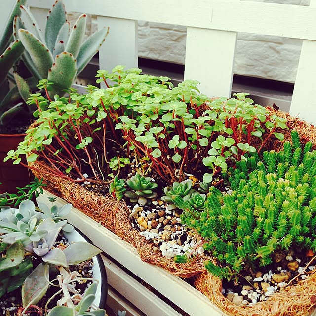 ベッド周り/ベッドまわりではない/セダム/多肉植物用/すのこ棚DIY...などのインテリア実例 - 2015-09-22 08:21:08