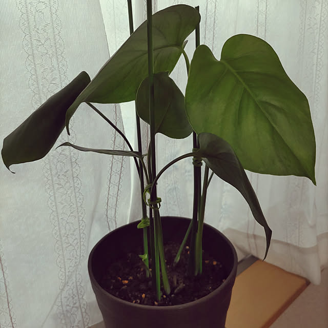 ichi1019akiさんの実例写真