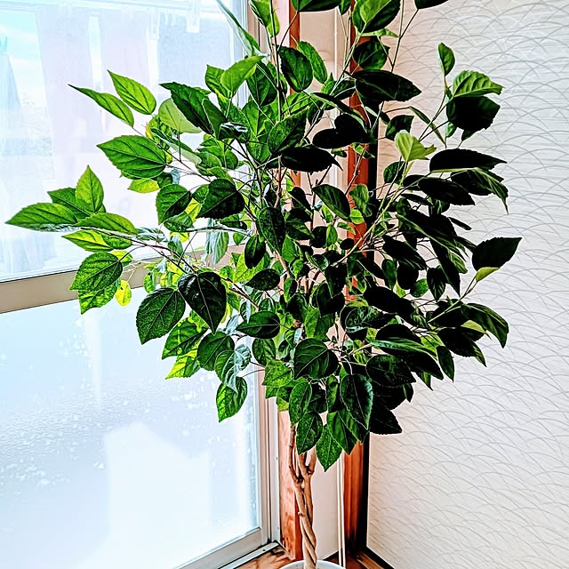 hanachanさんの部屋