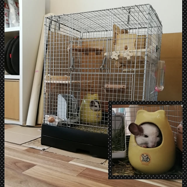korさんの実例写真