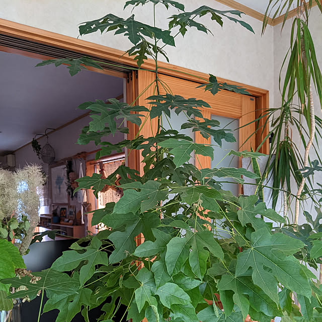 kouheiyuto24623takaさんの実例写真