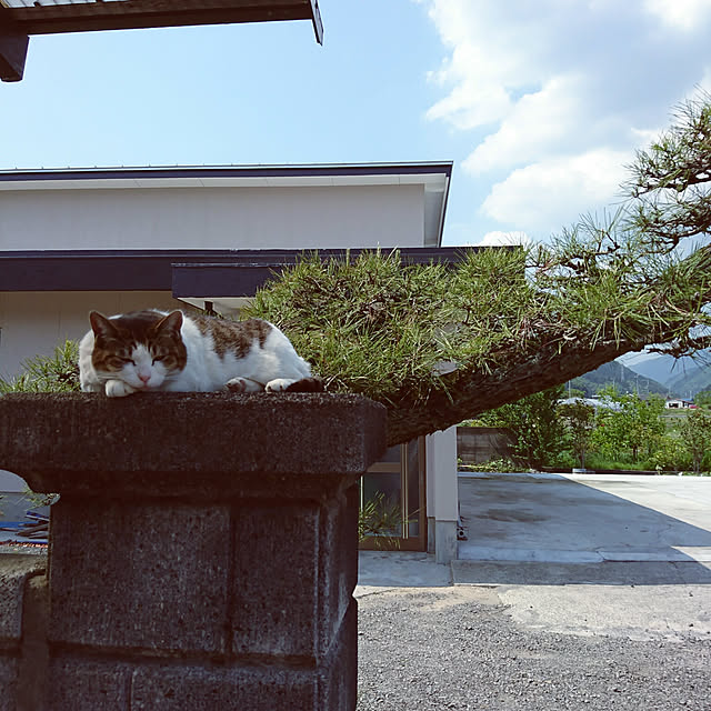 machikomamaさんの実例写真