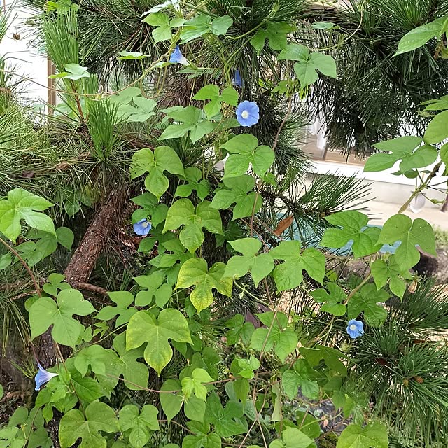 sumimarumiさんの部屋