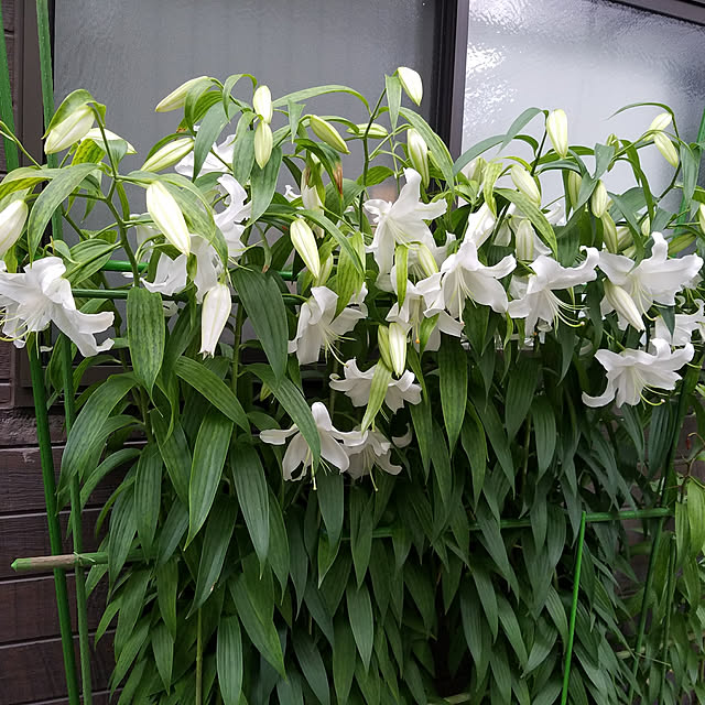 shima2478さんの実例写真