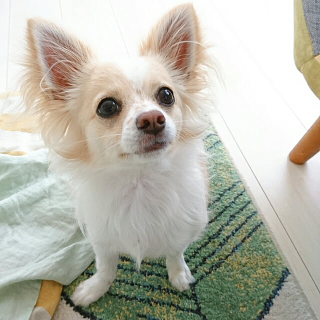 PAOさんの実例写真