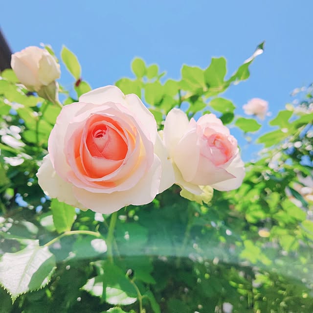 surviveさんの部屋