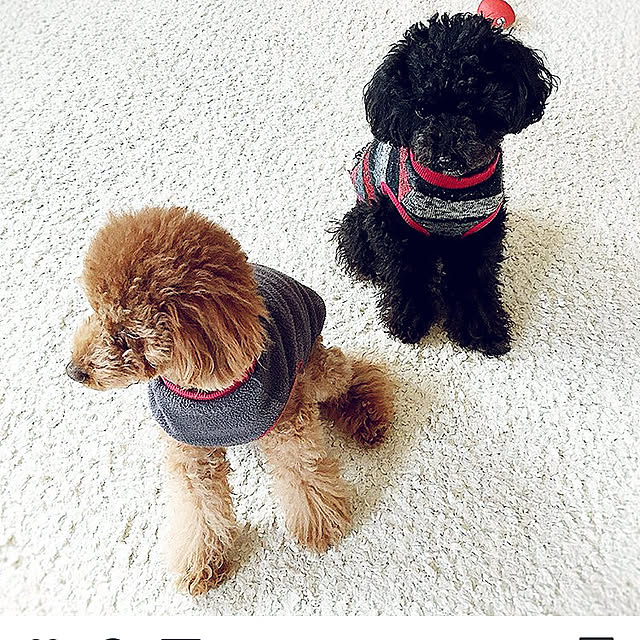 kokoaさんの実例写真