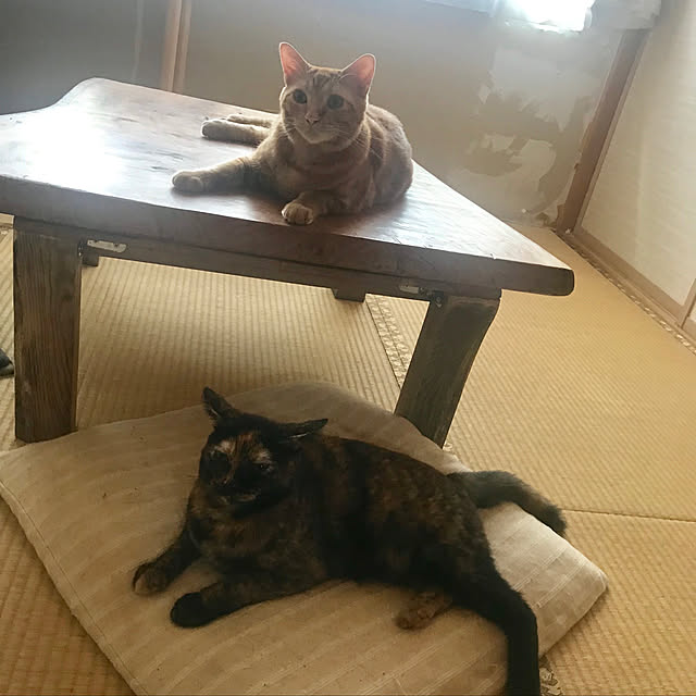 tornadeさんの実例写真