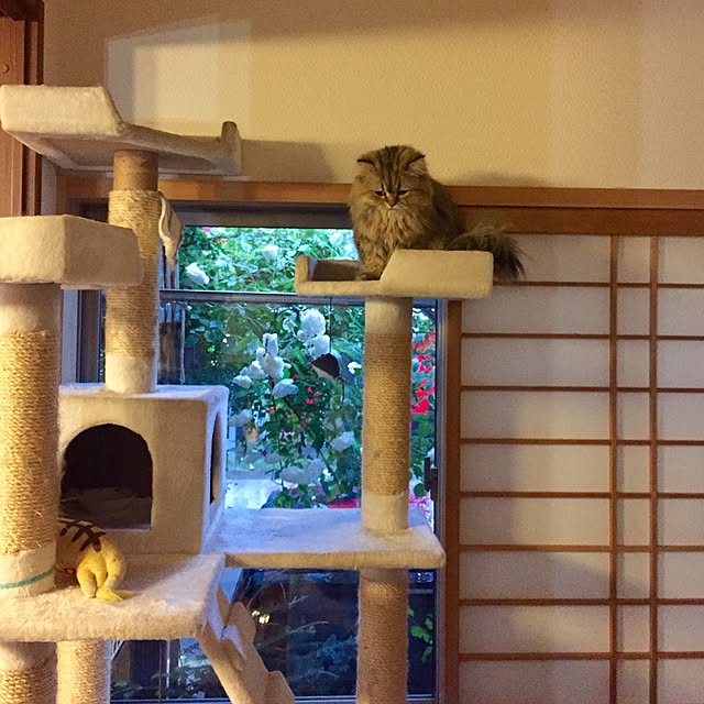 butachanさんの実例写真