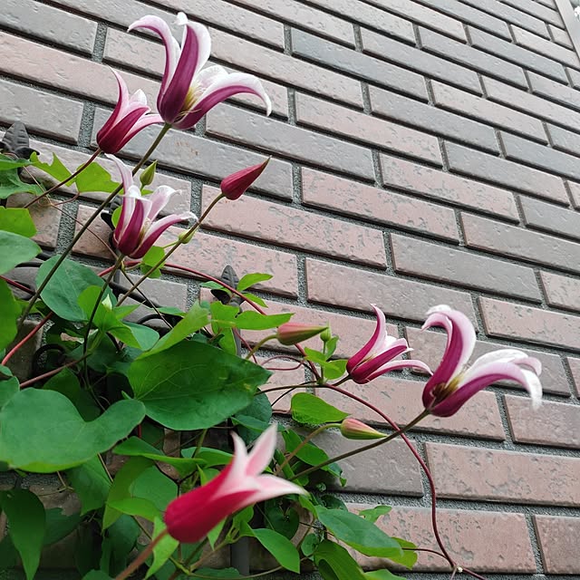 kiraさんの部屋
