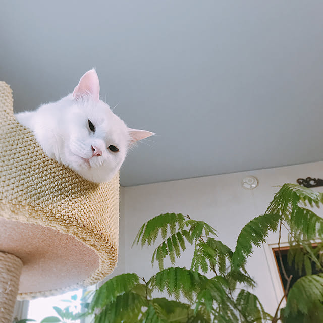 nyanko-beamさんの実例写真