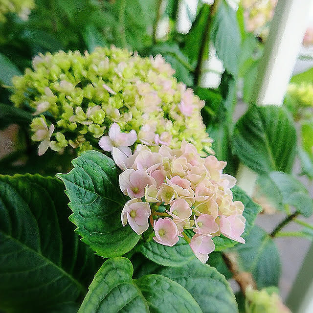 naopyiさんの実例写真