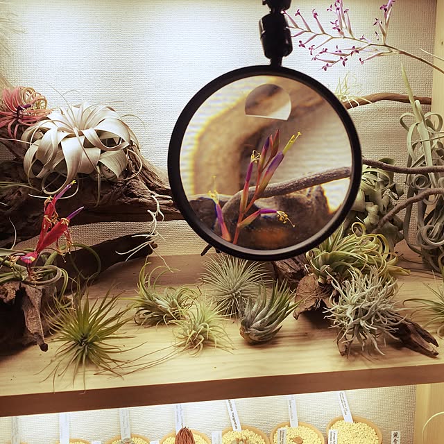 S-Tillandsiaさんの実例写真