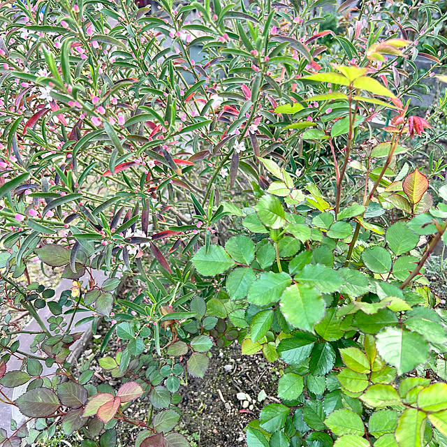 banbinaさんの実例写真