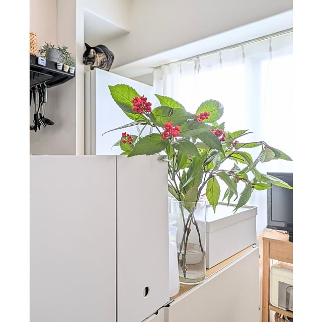 hihaさんの部屋