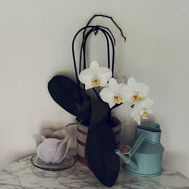 lustigさんの実例写真