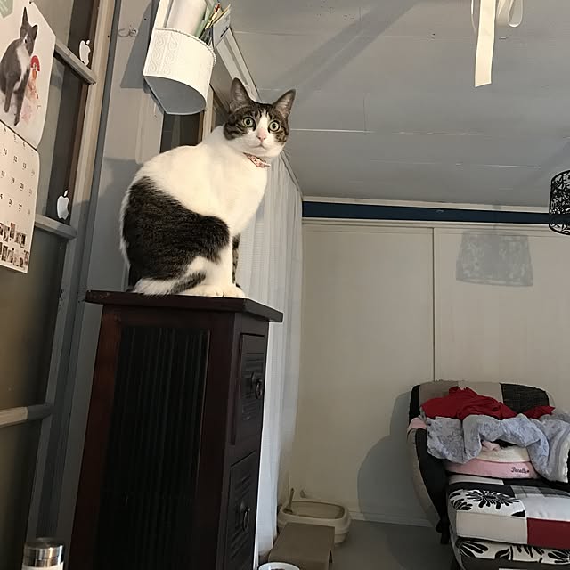 Shihoさんの実例写真