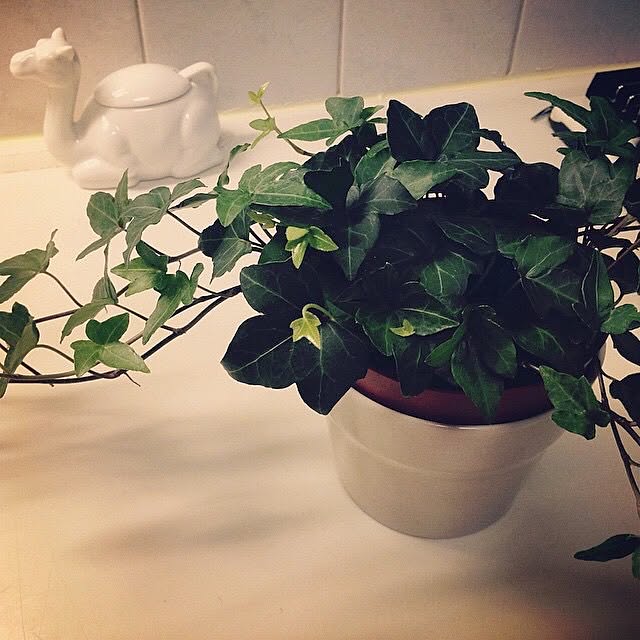 solongooさんの実例写真