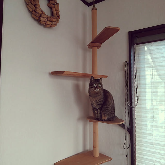 komugiさんの実例写真