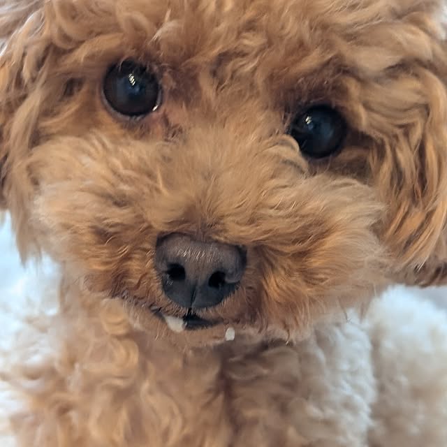 erisavesu4さんの実例写真