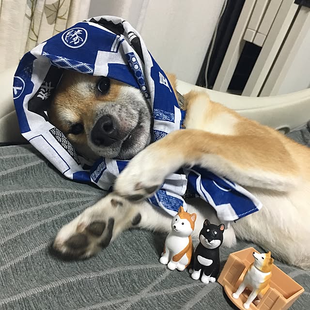 kotaさんの実例写真