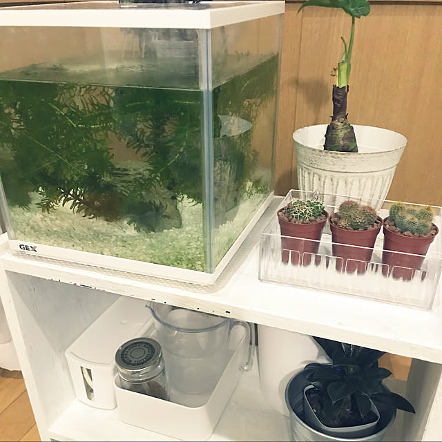 cohさんの実例写真