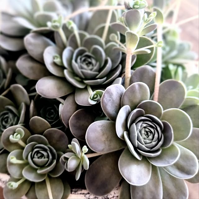 shituraeさんの実例写真