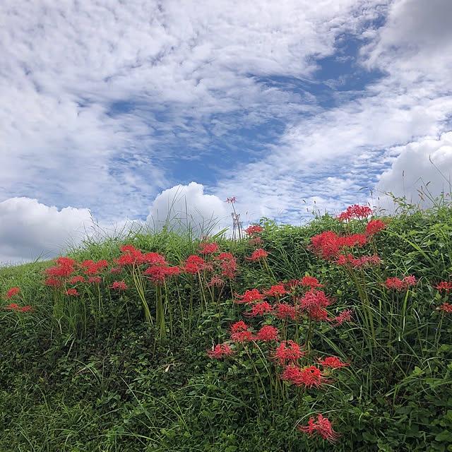 yasaigohanさんの実例写真