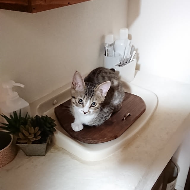 f19fv36.aiさんの実例写真