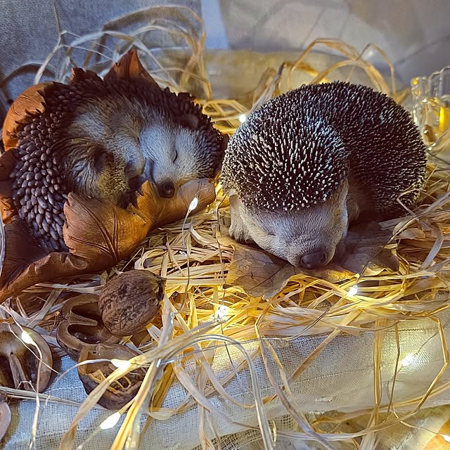 mocomocoさんの部屋