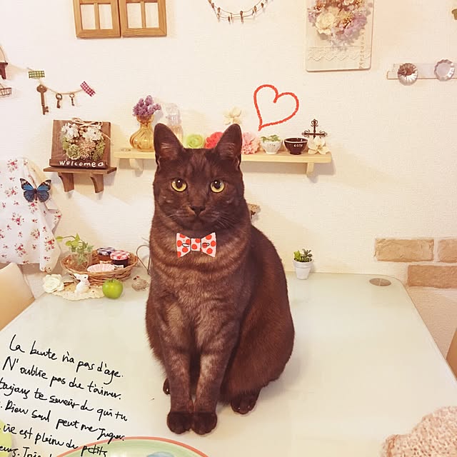 ベッド周り/ベッド周りじゃなくてごめんなさい/猫/ねこのいる日常/ねこのいる風景...などのインテリア実例 - 2015-12-17 20:12:37
