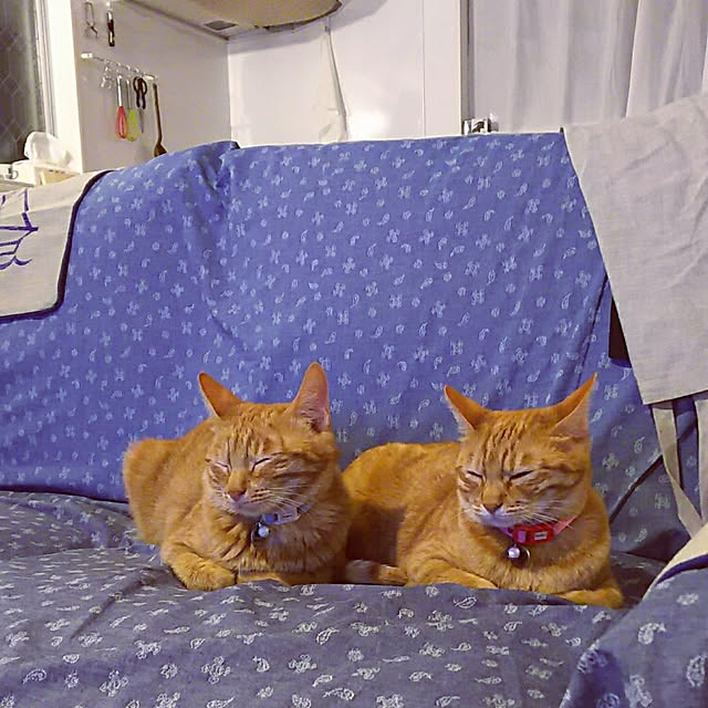 37さんの実例写真