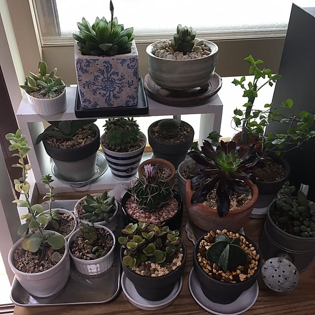 机/多肉植物/観葉植物のインテリア実例 - 2017-03-05 19:50:24