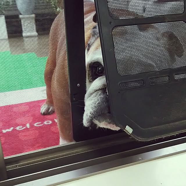 panchobiさんの実例写真