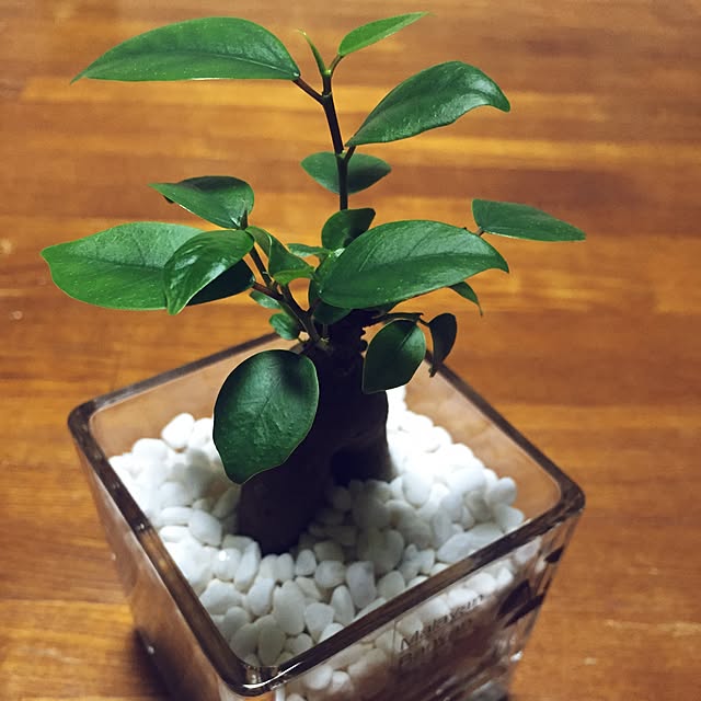 Asatoさんの実例写真