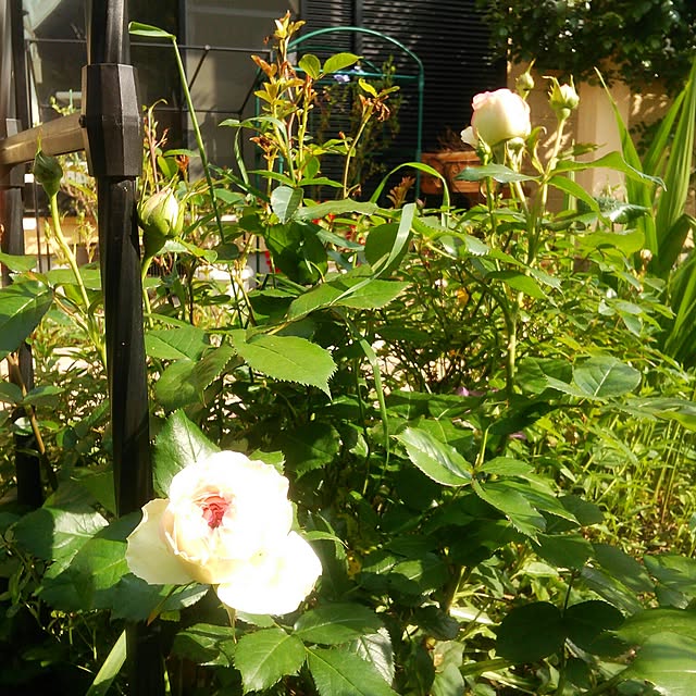 Tomopさんの実例写真