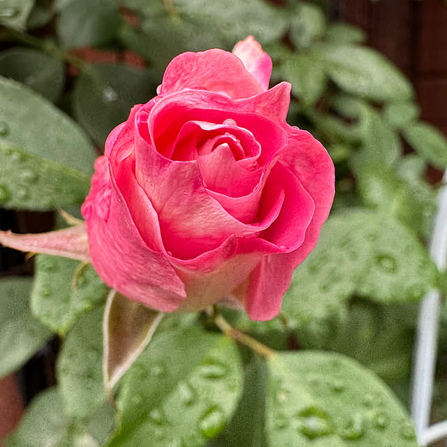 RoseLife5818さんの実例写真