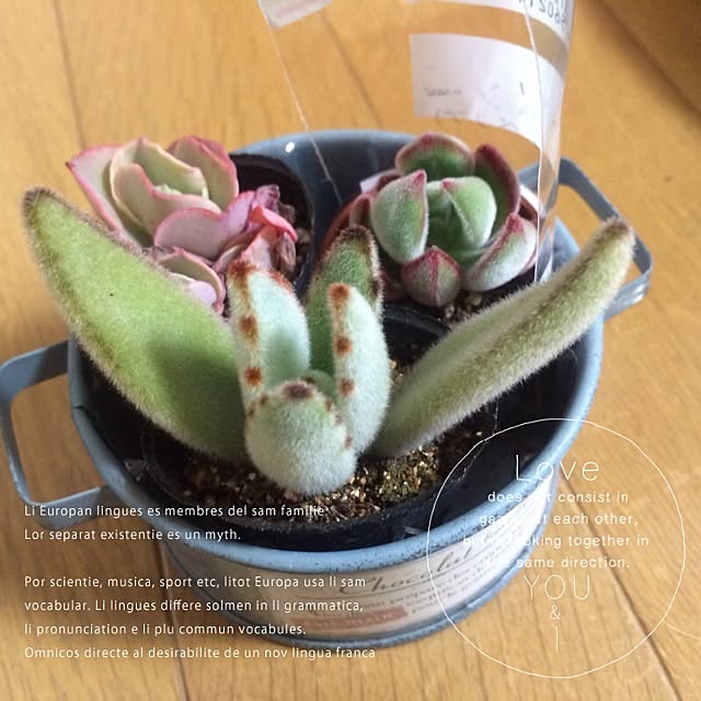 chirinさんの実例写真