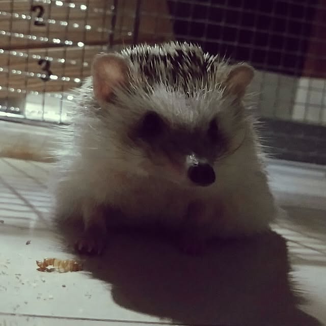 kuruさんの実例写真