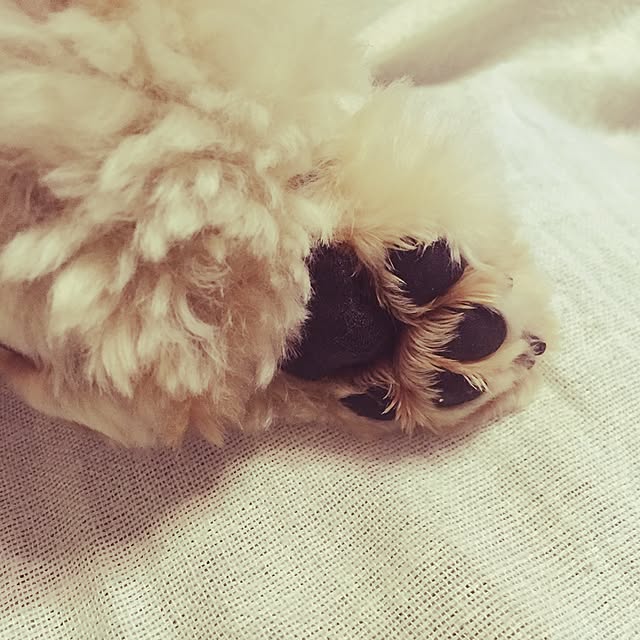 pero1pan5さんの実例写真