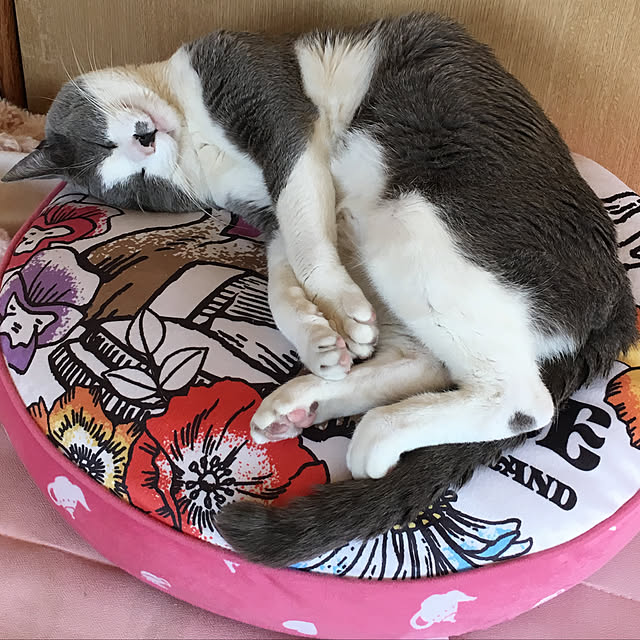 実例写真